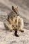 Mareeba rock wallaby (Petrogale mareeba)