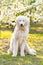 Maremma Abruzzese Sheepdog sits in the park against a background of blooming flowers