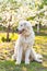 Maremma Abruzzese Sheepdog sits in the park against a background of blooming flowers