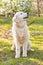 Maremma Abruzzese Sheepdog sits in the park against a background of blooming flowers