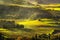 Maremma countryside, sunrise foggy landscape, vineyards and tree