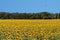 Maremma, fields of sunflowers.