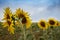 Maremma, fields of sunflowers.