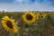 Maremma, fields of sunflowers.