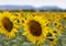 Maremma, fields of sunflowers.