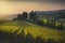 Maremma landscape. Vineyards at sunset and Casale Marittimo in the background.Tuscany, Italy