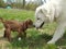 Maremma Sheepdog With Baby Goat