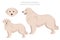 Maremma sheepdog clipart. Different poses, coat colors set