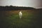 A maremma sheepdog on a small farm in the country