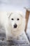 A maremma sheepdog on a small farm in the country