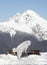 Maremma Sheepdog in the snow.