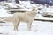 Maremma Sheepdog in the snow