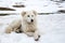 Maremma Sheepdog in the snow
