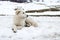 Maremma Sheepdog in the snow