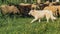 maremma sheepdog take care of the flock of sheep that graze in a fallow field on a September day in the Italian region Lazio