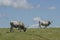 Maremman cows grazing in the sky