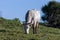 Maremmana cows grazing on a green prairie