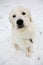 Maremmano-Abruzzese Sheepdog puppy in snow