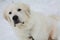 Maremmano-Abruzzese Sheepdog puppy in snow