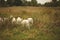 Maremmano-Abruzzese Sheepdogs in the field