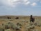 Mares and colts in the hills of Wyoming