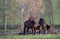 Mares with foal in spring pasture