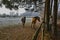 Mares and foals on frozen field