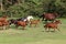 Mares and foals galloping on the meadow summertime