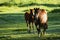 Mares and foals grazing