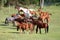 Mares and foals grazing green grass on the meadow summertime