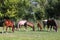 Mares and foals grazing together on pasture at horse farm
