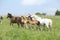 Mares and foals moving on pasturage