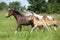Mares and foals running on pasturage