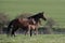 Mares with foals in spring pasture