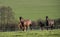 Mares with foals in spring pasture
