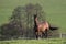 Mares with foals in spring pasture