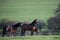 Mares with foals in spring pasture