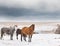 Mares In Snow