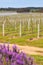 Margaret River Vineyards