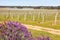 Margaret River Vineyards