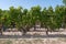 Margaux french vineyards landscape vines near Bordeaux in France Europe