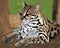 Margay cat or Caucel ,feline reserve, nicaragua,