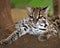 Margay cat or Caucel ,feline reserve, nicaragua,