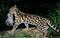 MARGAY CAT leopardus wiedi