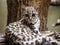 Margay, Leopardus wiedii, lies on a branch watching the surroundings