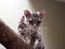 Margay, Leopardus wiedii, a rare South American cat watches the photographer