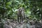 Margay or tiger cat or little tiger, Leopardus wiedii