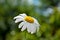 A Margerite in the sunlight with bokeh