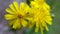 Margherita gialla - yellow daisys