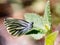 Margined White Butterfly